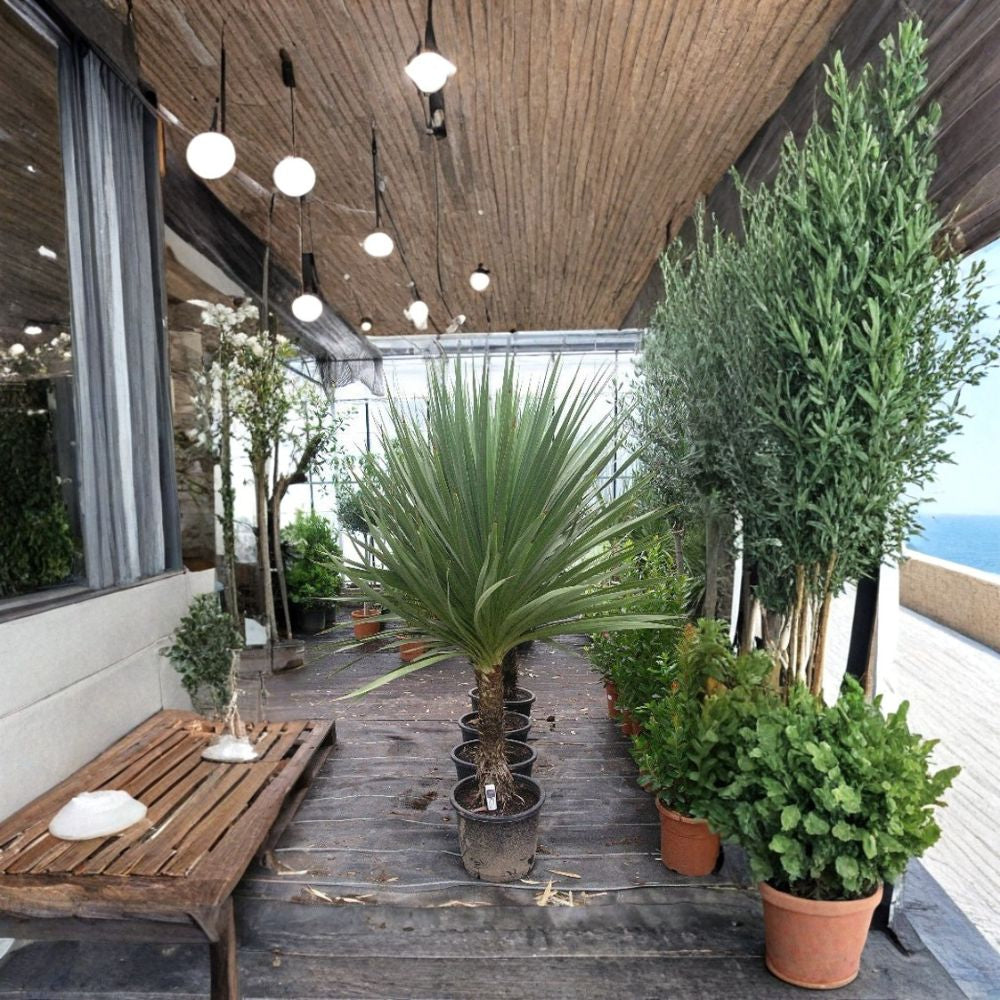 Blue Dracaena – Cordyline indivisa Seeds | 5400 Seeds | Rare New Zealand Evergreen | Dramatic Blue Foliage Landscape Plant