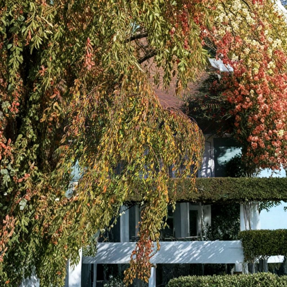 Weeping Higan Cherry – Prunus subhirtella pendula Tree Seeds | 120 Seeds | Fast Growing Pink Flowering Tree | Ornamental Weeping Cherry | Bonsai Friendly | Cold Hardy Zone 5–8