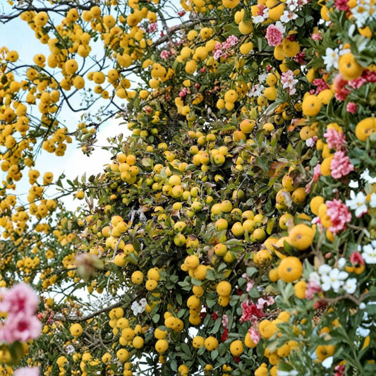 Golden Delicious Apple Tree Scions – Malus domestica | 16 Thin Cuttings 6–7 Inches | Unrooted Grafting & Propagation Wood