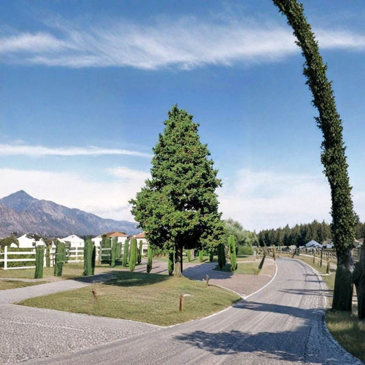 Italian Cypress – Cupressus sempervirens Seeds | 100 Fast Growing Evergreen Tree Seeds | Mediterranean Accent & Privacy Screen | Drought Tolerant | Zones 7–10