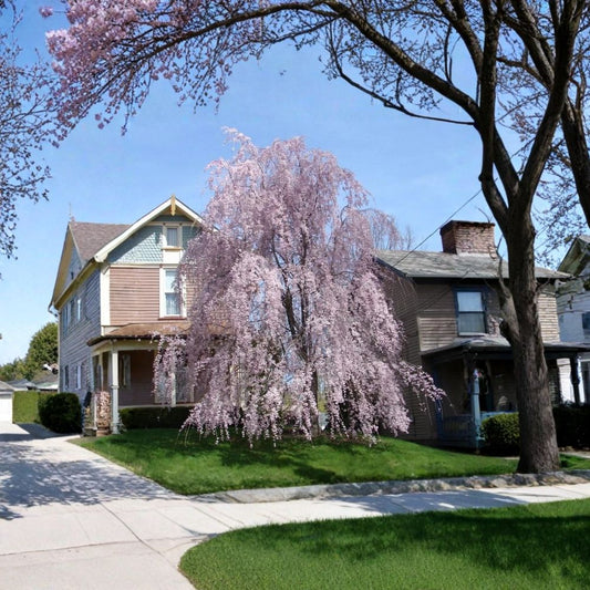 Weeping Higan Cherry – Prunus subhirtella pendula Tree Seeds | 240 Seeds | Fast Growing Pink Flowering Tree | Ornamental Weeping Cherry | Bonsai Friendly | Cold Hardy Zone 5–8