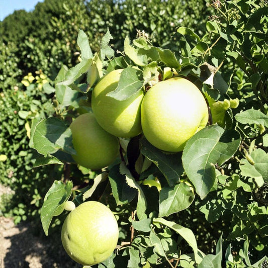 Golden Delicious Apple Trees – Malus domestica | 2 Live Bare Root Trees 18–24 Inches | Sweet Crisp Fruit Tree | Backyard Orchard