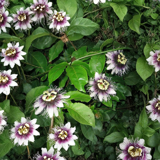 Purple Passion Fruit Vine – Passiflora edulis Seeds | 10 Seeds | Tropical Climbing Vine | Edible Fruit & Exotic Flowers | Fast Growing Trellis Plant