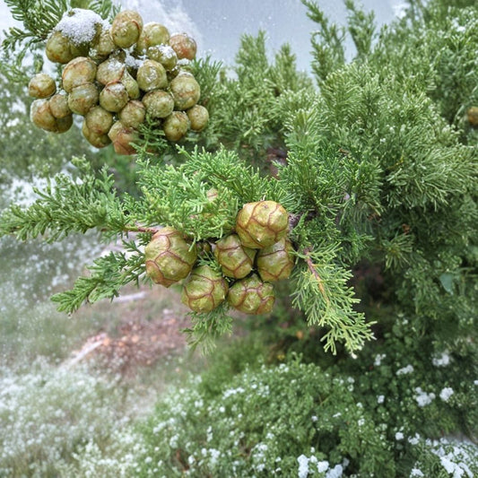 Italian Cypress – Cupressus sempervirens Seeds | 200 Fast Growing Evergreen Tree Seeds | Mediterranean Privacy Screen & Accent Tree | Drought Tolerant | Zones 7–10
