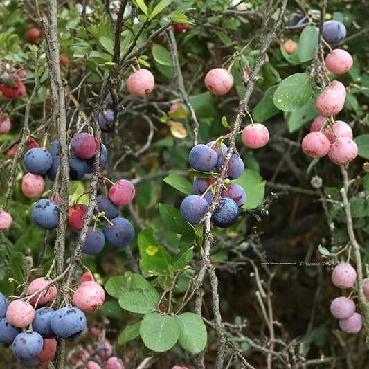 Beach Plum – Prunus maritima Shrub Seeds | 5 Seeds | Hardy Native Fruit Shrub | Edible Plum | Salt & Drought Tolerant | Zone 3–7