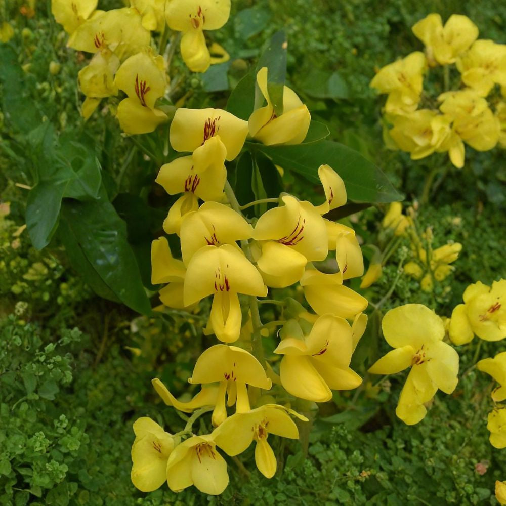 Golden Chain Tree – Laburnum anagyroides Seeds | 60 Count | Cascading Yellow Spring Blooms | Hedge, Arbor & Pergola Favorite