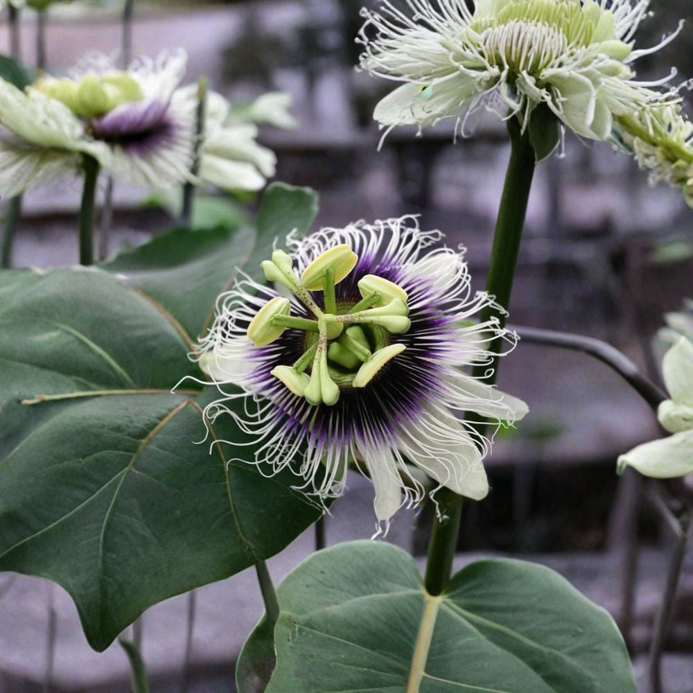 Purple Passion Fruit Vine – Passiflora edulis Seeds | 30 Seeds | Tropical Climbing Vine | Edible Fruit & Exotic Flowers | Fast Growing Trellis Plant