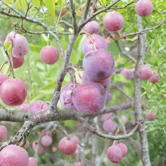 Beach Plum – Prunus maritima Shrub Seeds | 15 Seeds | Hardy Native Edible Fruit Shrub | Salt & Drought Tolerant | Coastal Garden Plant | Zone 3–7