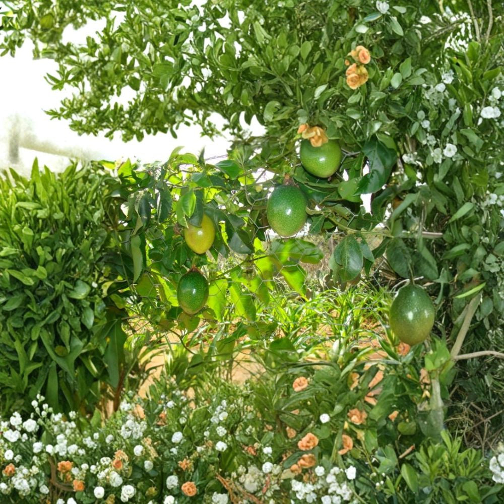 Purple Passion Fruit Vine – Passiflora edulis Seeds | 60 Seeds | Tropical Climbing Vine | Edible Fruit & Exotic Flowers | Fast Growing Trellis Plant