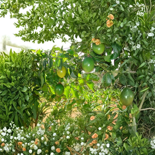 Purple Passion Fruit Vine – Passiflora edulis Seeds | 60 Seeds | Tropical Climbing Vine | Edible Fruit & Exotic Flowers | Fast Growing Trellis Plant