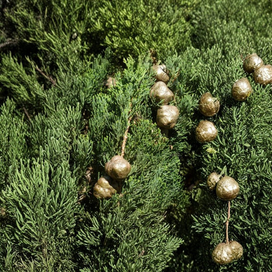 Italian Cypress – Cupressus sempervirens Seeds | 800 Fast Growing Evergreen Tree Seeds | Bulk Mediterranean Privacy Screen Tree | Drought Tolerant | Zones 7–10