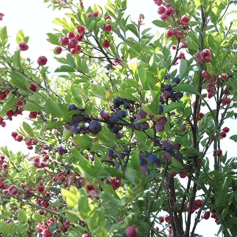 Beach Plum – Prunus maritima Shrub Seeds | 30 Seeds | Hardy Native Edible Fruit Shrub | Salt & Drought Tolerant | Coastal Garden Plant | Zone 3–7