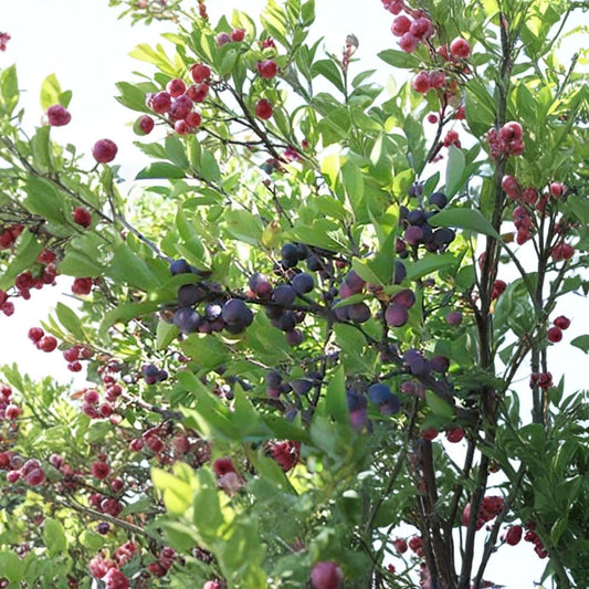 Beach Plum – Prunus maritima Shrub Seeds | 30 Seeds | Hardy Native Edible Fruit Shrub | Salt & Drought Tolerant | Coastal Garden Plant | Zone 3–7