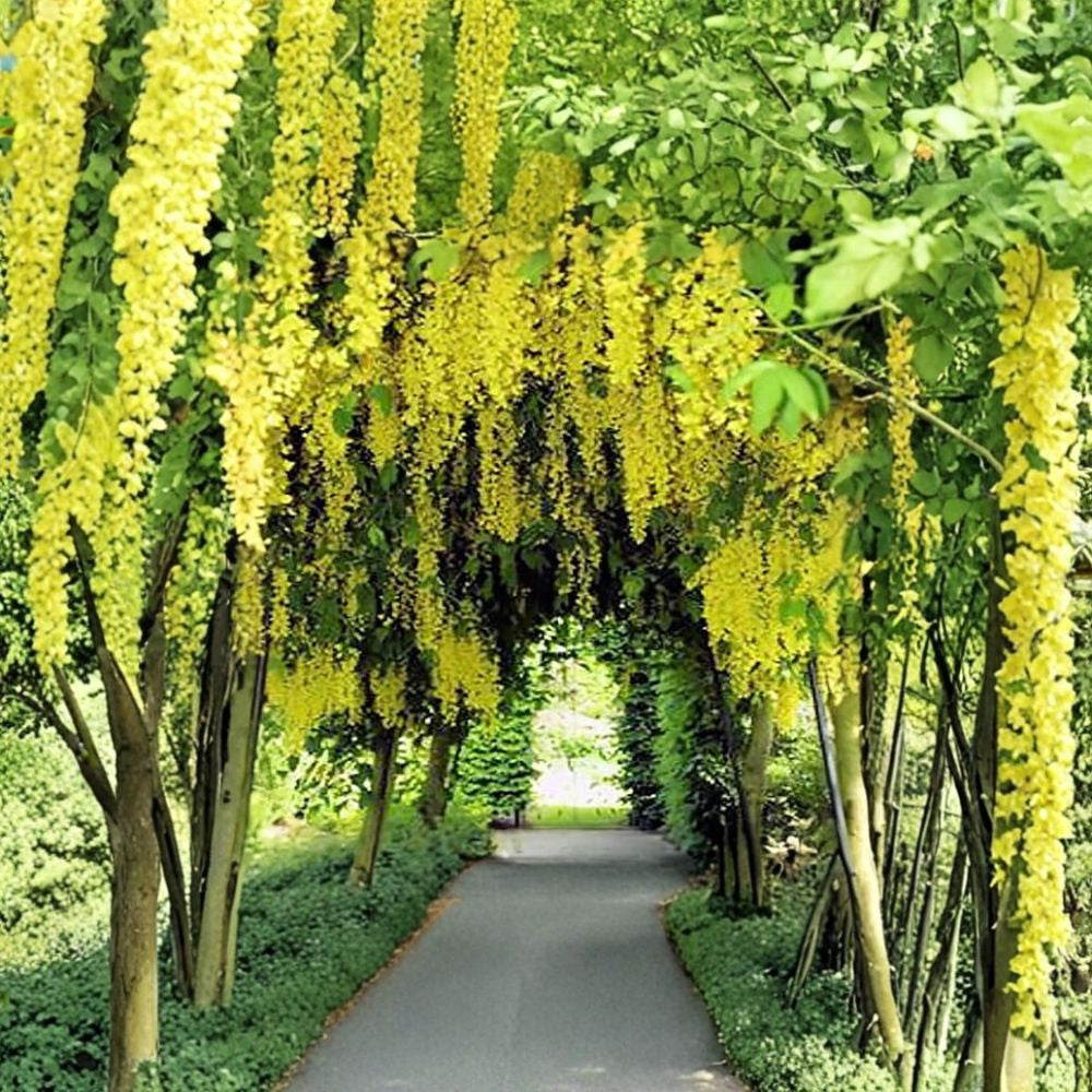 Golden Chain Tree – Laburnum anagyroides Seeds | 240 Count | Spectacular Yellow Cascades | Hedge, Arbor & Pergola Planting