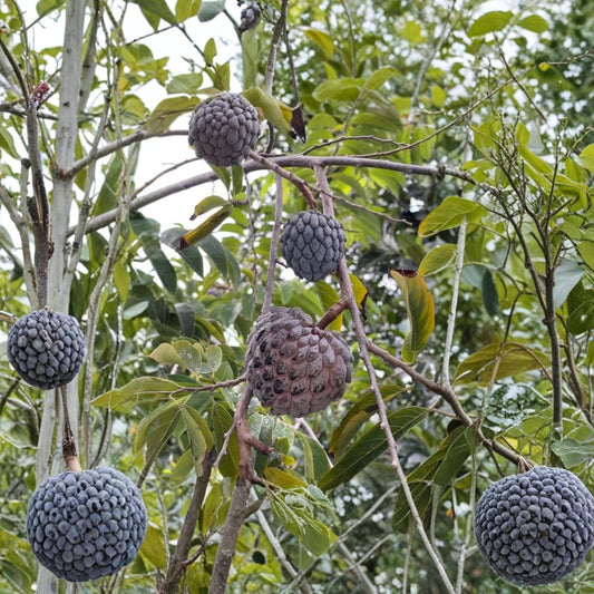 Red Sugar Apple Tree – Annona squamosa | Live Tropical Fruit Plant 2–3 Ft | 3 Gallon Pot Sweetsop Tree | Garden & Patio Friendly