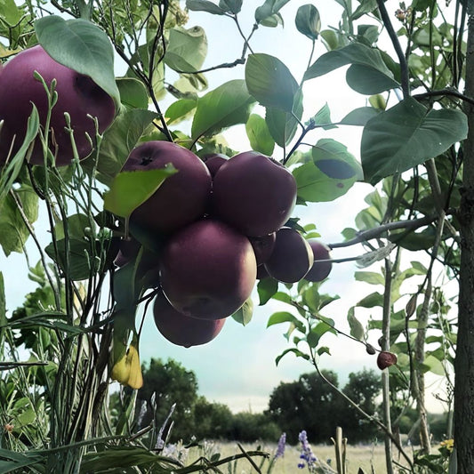 Arkansas Black Apple Tree – Malus domestica | Heirloom Apple Tree 2 ft Tall | Dark Red Heritage Fruit Tree | Bare Root Orchard Starter
