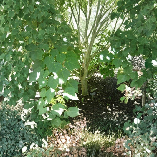 Manchurian Striped Maple Tree Seeds – Acer tegmentosum | 60 Seeds | Snake Bark Maple | Showy White Striped Bark | Hardy Shade Tree Bulk