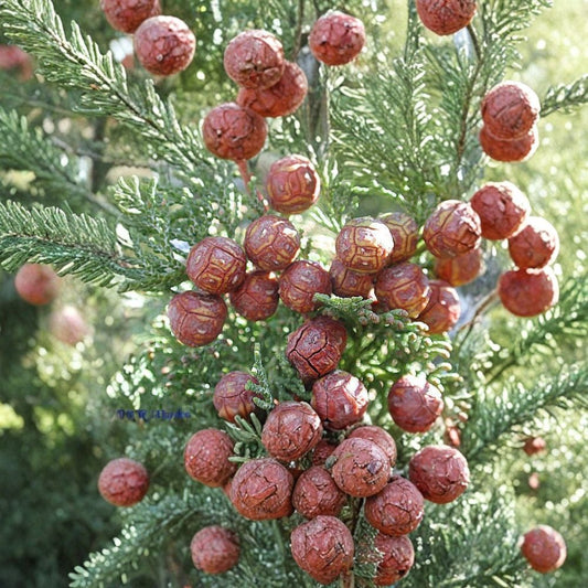 Hinoki Cypress – Chamaecyparis obtusa Tree Seeds | 300 Seeds | Hardy Evergreen Bonsai & Privacy Tree