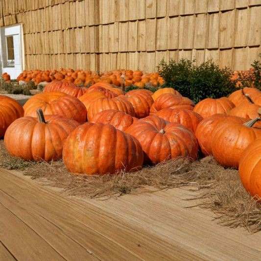 Big Max Pumpkin – Cucurbita pepo “Big Max” Seeds | 10 Seeds | Giant Pumpkin Variety Up to 100 lbs | Open Pollinated Non-GMO | Great for Carving & Baking