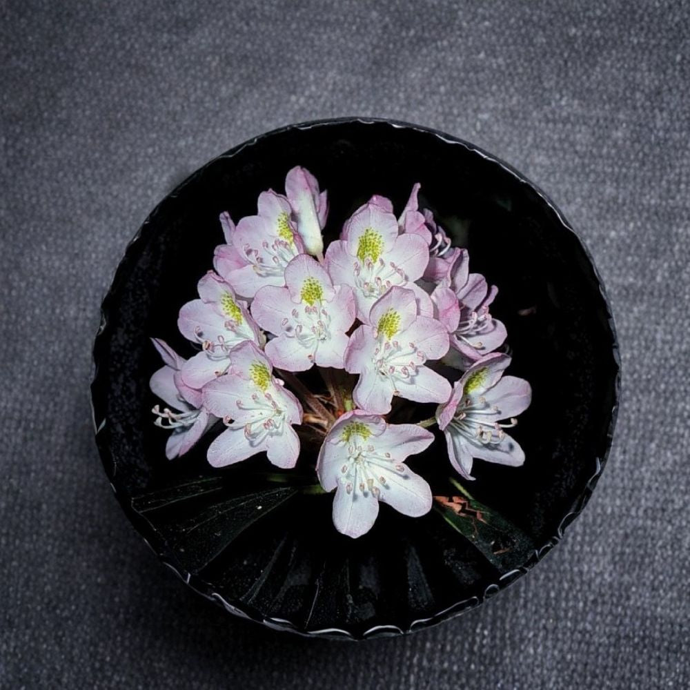 Rosebay Rhododendron – Rhododendron maximum Seeds | 600 Seeds | Hardy Evergreen Woodland Shrub | Bulk