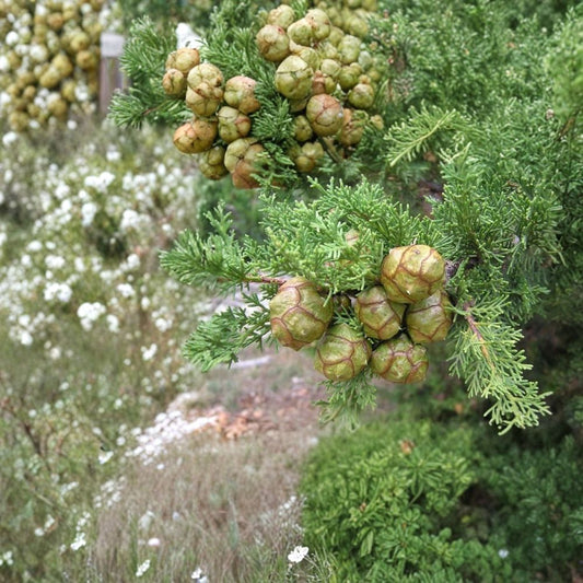 Italian Cypress – Cupressus sempervirens Seeds | 1600 Fast Growing Evergreen Tree Seeds | Wholesale Mediterranean Privacy Screen Tree | Drought Tolerant | Zones 7–10