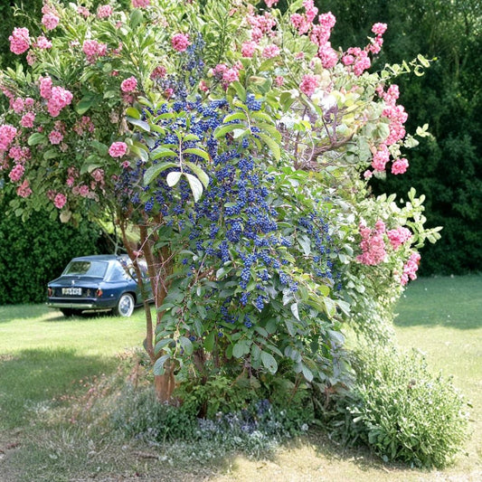 Sapphire Berry Shrub Seeds – Symplocos paniculata | 30 Seeds | Turquoise Blue Berries | Hardy Ornamental Wildlife Shrub