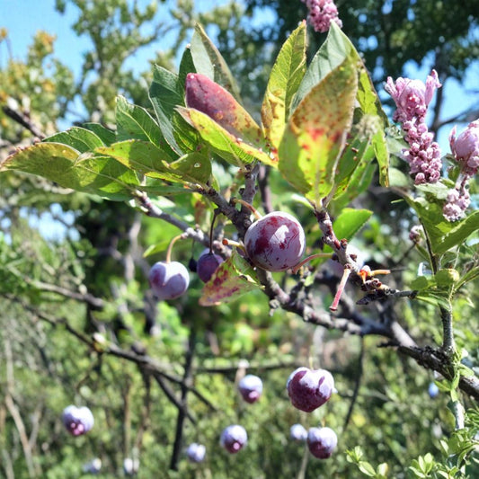 Beach Plum – Prunus maritima Shrub Seeds | 60 Seeds | Hardy Native Edible Fruit Shrub | Salt & Drought Tolerant | Coastal Garden Plant | Zone 3–7