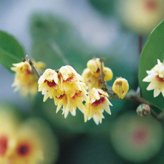 Fragrant Wintersweet – Chimonanthus praecox Seeds | 5 Winter Blooming Shrub Seeds | Yellow Fragrant Flowers | Hardy Zones 7–9