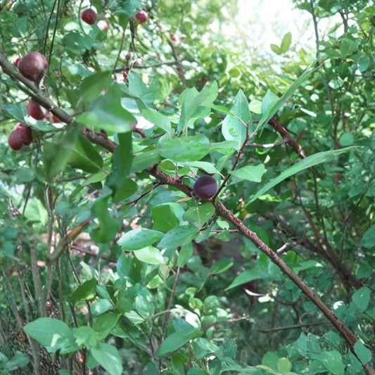 Beach Plum – Prunus maritima Shrub Seeds | 120 Seeds | Hardy Native Edible Fruit Shrub | Salt & Drought Tolerant | Coastal Garden Plant | Zone 3–7