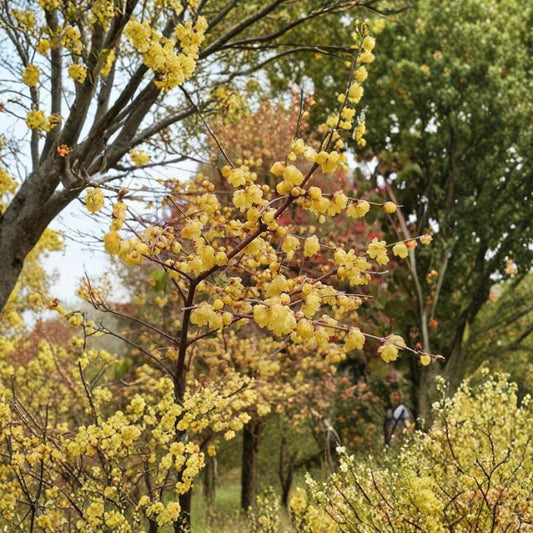 Fragrant Wintersweet – Chimonanthus praecox Seeds | 15 Winter Blooming Shrub Seeds | Yellow Fragrant Flowers | Hardy Zones 7–9