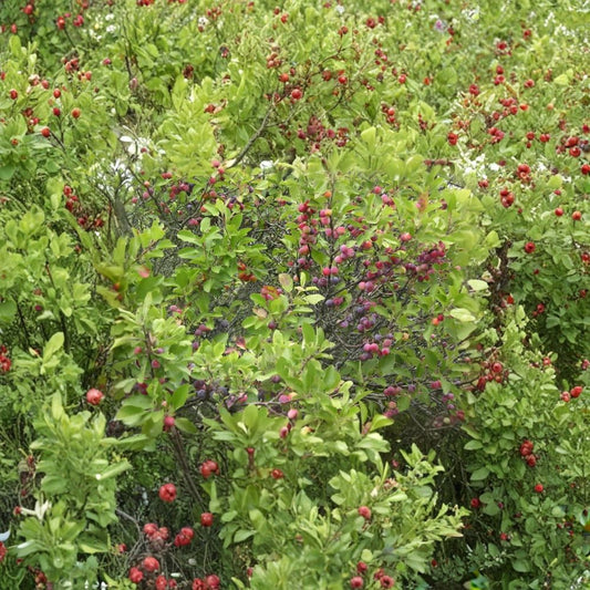 Beach Plum – Prunus maritima Shrub Seeds | 240 Seeds | Hardy Native Edible Fruit Shrub | Salt & Drought Tolerant | Coastal Garden Plant | Zone 3–7