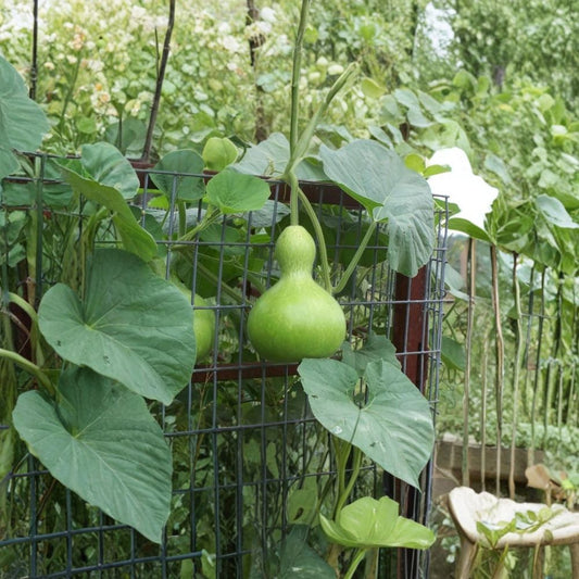 Birdhouse Bottle Gourd – Lagenaria siceraria Seeds | 10 Heirloom Seeds | Grow Natural Birdhouses & Craft Gourds | Fast Growing Garden Vine | Easy to Grow