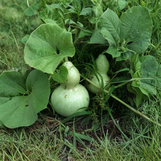 Birdhouse Bottle Gourd – Lagenaria siceraria Seeds | 30 Heirloom Seeds | Large Bottle-Shaped Craft Gourds | Natural Birdhouse Plant | Fast Growing Garden Vine