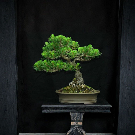 Mugo Pine – Pinus mugo ‘Montana’ Tree Seeds | 30 Seeds | Hardy Evergreen Conifer | Bonsai & Topiary Friendly | Cold & Drought Tolerant | Zone 2–8