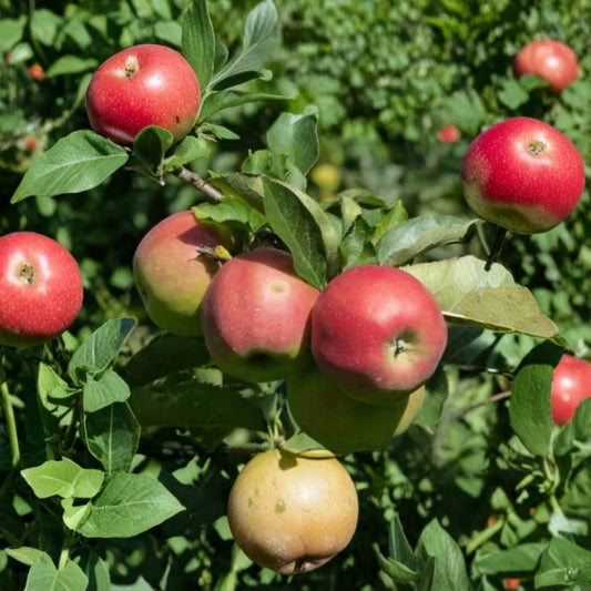 Fuji Apple Tree – Malus domestica ‘Fuji’ | Semi-Dwarf Bare Root Fruit Tree 3–4 Ft | Sweet Crisp Apples | Backyard Orchard