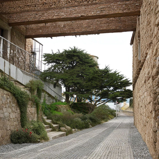 Monterey Cypress – Cupressus macrocarpa Seeds | 100 Count | Coastal Evergreen Windbreak | Hedge & Bonsai Tree