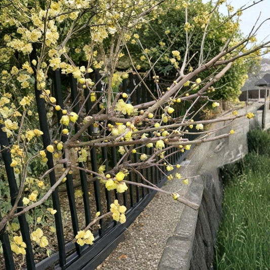 Fragrant Wintersweet – Chimonanthus praecox Seeds | 60 Winter Blooming Shrub Seeds | Showy Yellow Fragrant Flowers | Hardy Zones 7–9
