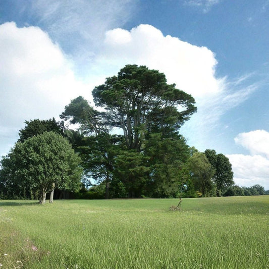 Monterey Cypress – Cupressus macrocarpa Seeds | 200 Count | Coastal Evergreen Windbreak & Hedge Tree