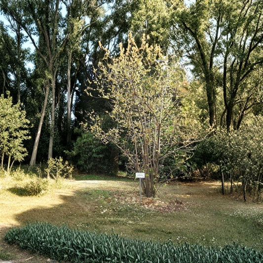 Fragrant Wintersweet – Chimonanthus praecox Seeds | 120 Winter Blooming Shrub Seeds | Showy Yellow Fragrant Flowers | Hardy Zones 7–9