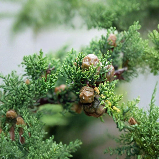 Monterey Cypress – Cupressus macrocarpa Seeds | 400 Count | Evergreen Coastal Windbreak & Privacy Tree