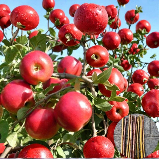 Apple Tree Scionwood – 3 Apple Varieties | 9 Fresh Cuttings for Grafting | Gala, Golden Delicious & Chenango Strawberry