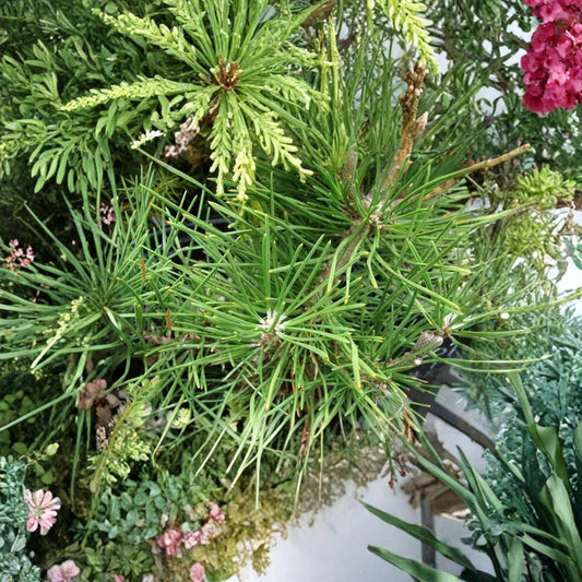 Japanese Black Pine – Pinus thunbergiana Tree Seeds | 120 Seeds | Hardy Evergreen Bonsai Tree | Salt & Drought Tolerant | Specimen Conifer | Zone 4–8