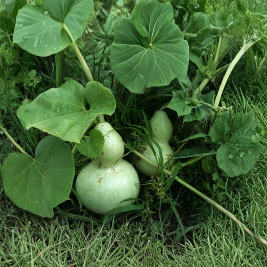 Birdhouse Bottle Gourd – Lagenaria siceraria Seeds | 240 Heirloom Seeds | Large Bottle-Shaped Gourds for Crafts & Birdhouses | Fast Growing Garden Vine