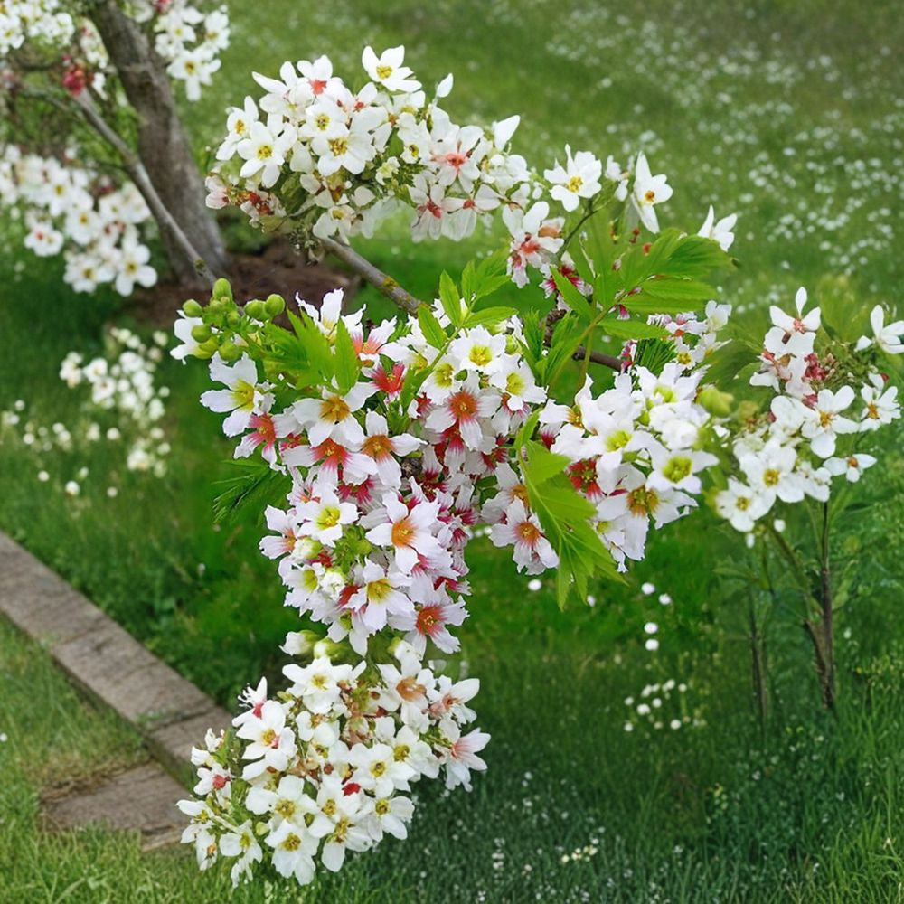 Yellowhorn – Xanthoceras sorbifolium Seeds | 3 Hardy Flowering Tree Seeds | Edible Nuts | Cold Tolerant Ornamental | Zones 4–7