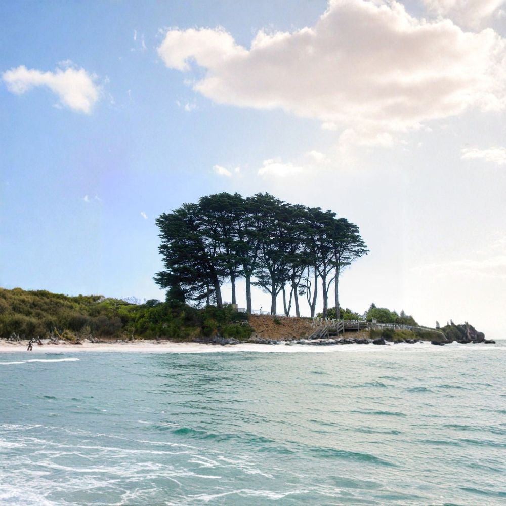 Monterey Cypress – Cupressus macrocarpa Seeds | 1600 Count | Bulk Evergreen Windbreak & Reforestation Tree