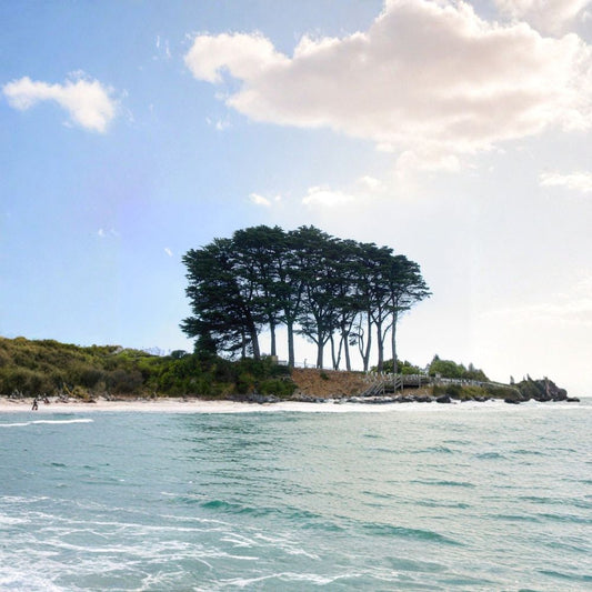 Monterey Cypress – Cupressus macrocarpa Seeds | 1600 Count | Bulk Evergreen Windbreak & Reforestation Tree