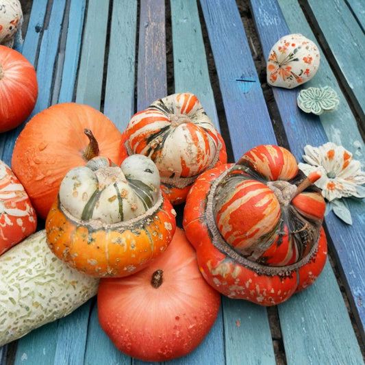 Turk’s Turban Squash – Cucurbita maxima Seeds | 10 Heirloom Seeds | Colorful Winter Squash for Cooking & Fall Decor | Unique Turban Pumpkin