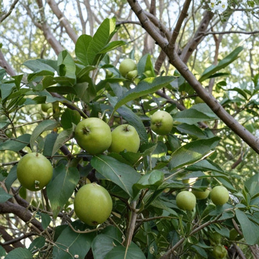 Pink Lady Apple Tree – Live Bare Root Fruit Tree | 16+ Inches Tall | Fast Growing Apple Tree | Ready to Plant | Sweet Crisp Apples