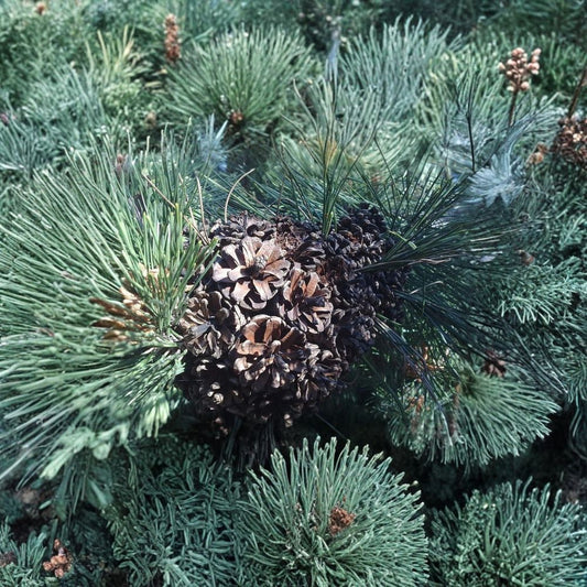 Japanese Black Pine – Pinus thunbergiana Tree Seeds | 240 Seeds | Hardy Evergreen Bonsai Tree | Salt & Drought Tolerant | Specimen Conifer | Zone 4–8
