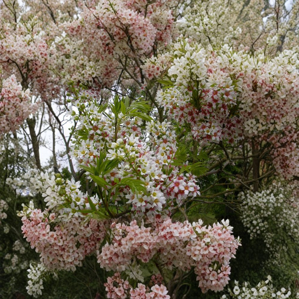 Yellowhorn – Xanthoceras sorbifolium Seeds | 6 Hardy Flowering Tree Seeds | Edible Nut Tree | Cold Tolerant | Zones 4–7